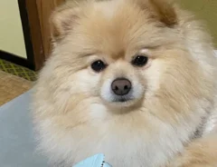 ポメラニアンが『大事』にしていたのは…　まさかの物に「かわいすぎ」「いくらでも貢ぎたい」