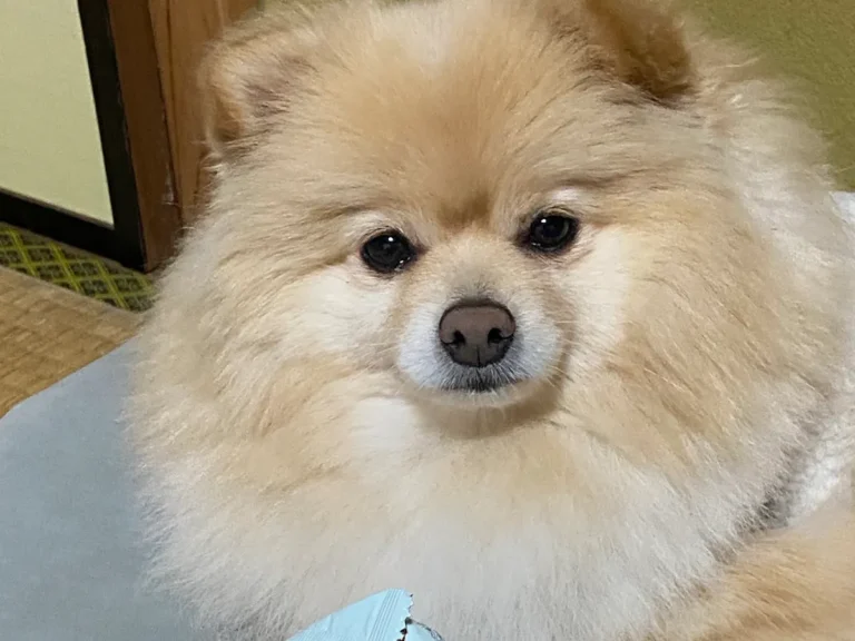 ポメラニアンの写真