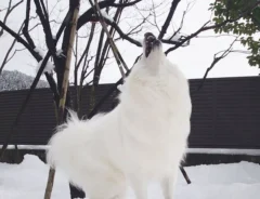 犬の遠吠え