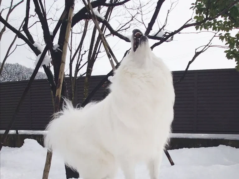 犬の遠吠え