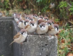 ステージ狭すぎ！スズメの『新春ライブ』に「三度見した」「かわいいが詰まっている」