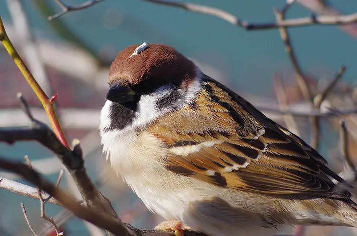スズメの写真