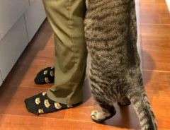 「絶対仕事に行けない」　仕事始めの日、足元にいたのは…「これは無理」「もう少し休もう」