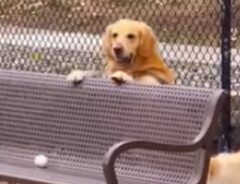 ゴールデンレトリバーの写真