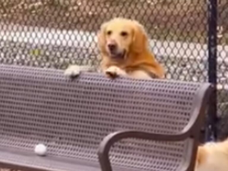 ゴールデンレトリバーの写真