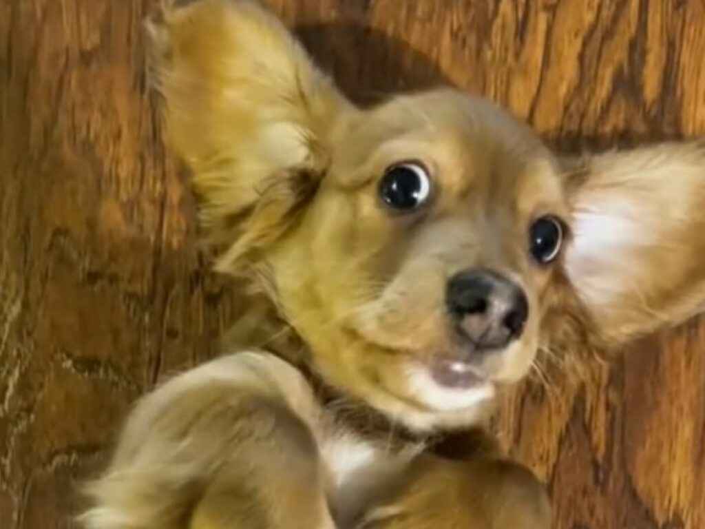 犬の写真