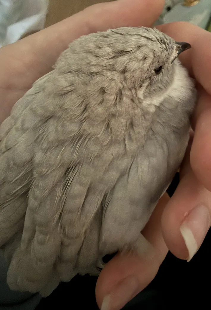 ヒメウズラの写真