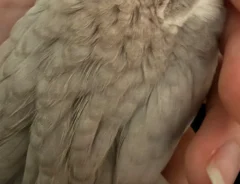 初めて地震を経験したヒメウズラ　直後の様子に「かわいすぎる」「たくさん慰めてあげて」