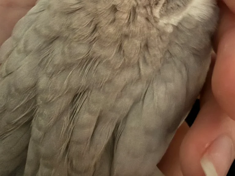 ヒメウズラの写真