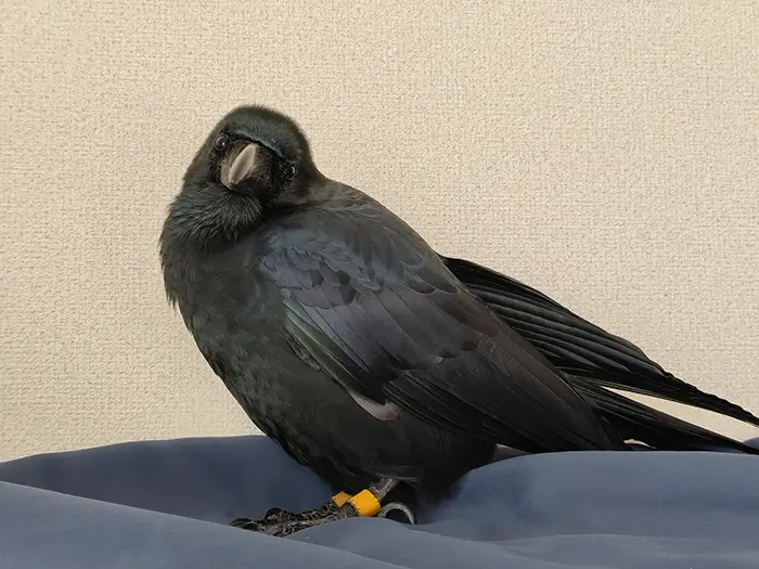 ハシブトガラスの写真