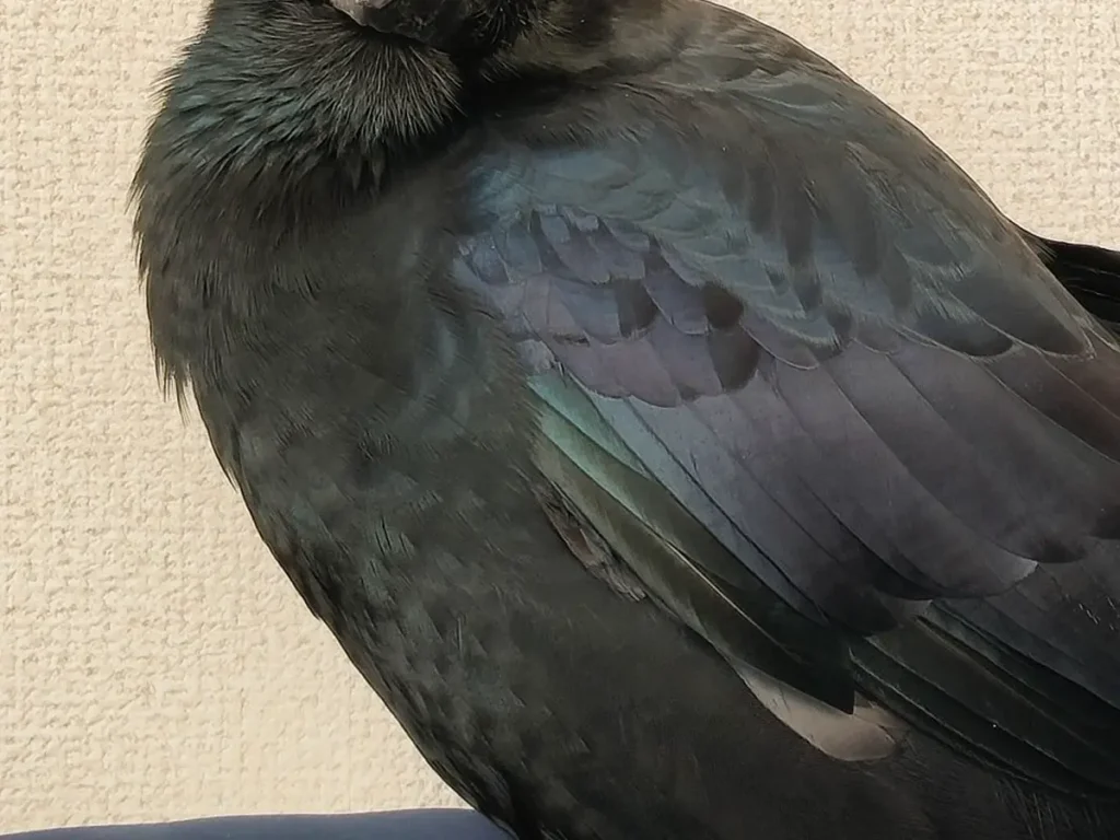ハシブトガラスの写真