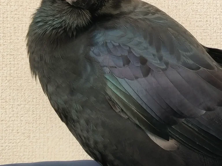 ハシブトガラスの写真