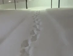 雪についた足跡を見て…？　『雪国あるある』なセリフに「めちゃくちゃ分かる」「感謝する瞬間だわ」