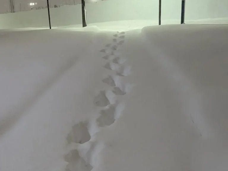 雪道に足跡がついている写真