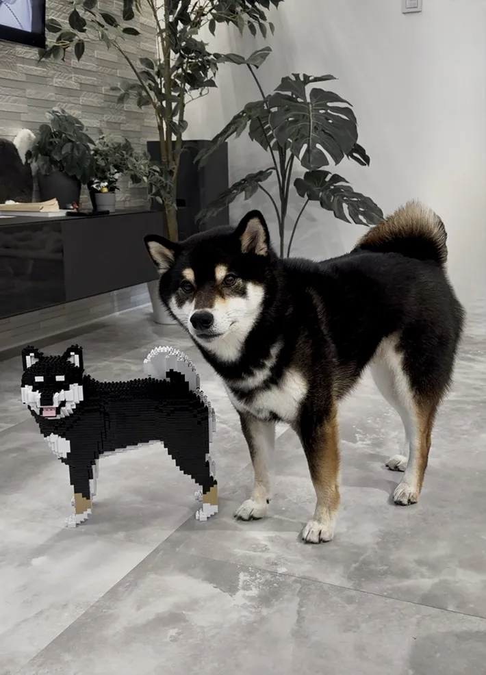 柴犬とブロックが並んでいる写真