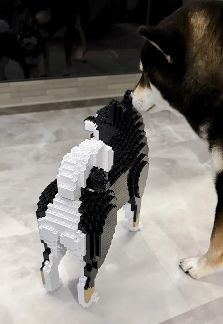 柴犬とブロックが並んでいる写真