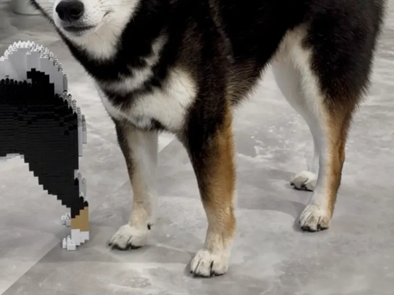 柴犬とブロックが並んでいる写真