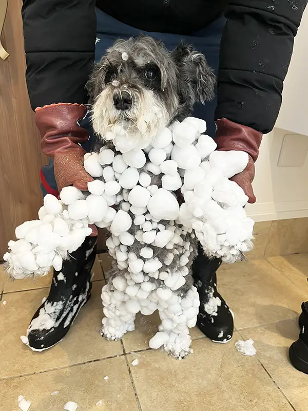 雪まみれになったミニチュア・シュナウザーの写真