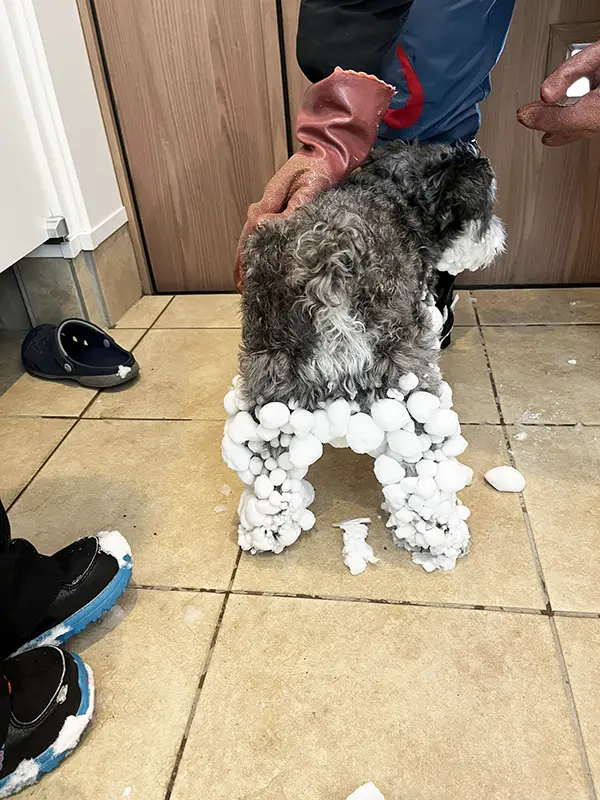 雪まみれになったミニチュア・シュナウザーの写真