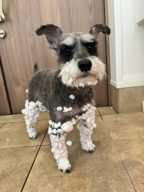 雪まみれになったミニチュア・シュナウザーの写真