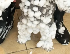 北海道で犬の散歩をすると？　犬の姿に「どうなってんの！？」「これが雪の本気か」