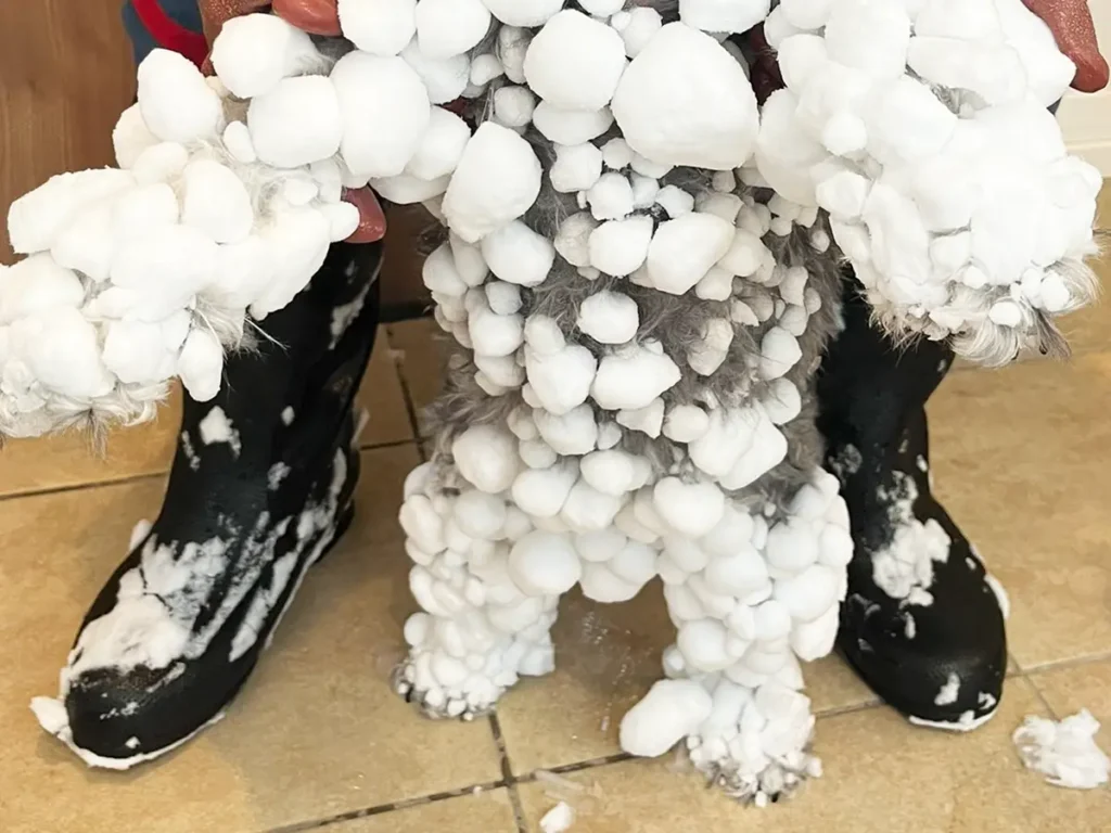 雪まみれになったミニチュア・シュナウザーの写真