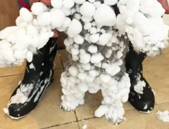 雪まみれになったミニチュア・シュナウザーの写真