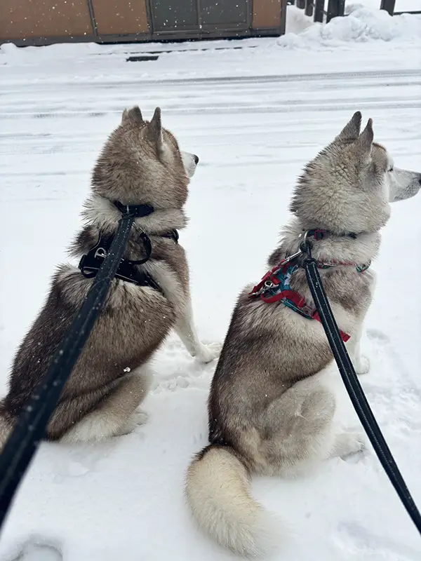 シベリアンハスキーの写真