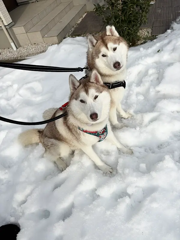 シベリアンハスキーの写真