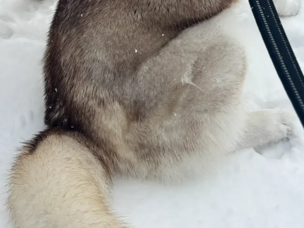 シベリアンハスキーの写真