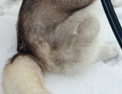 シベリアンハスキーの写真