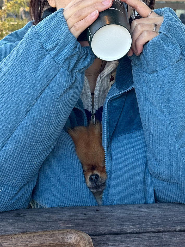 飼い主の服の中で温まる犬