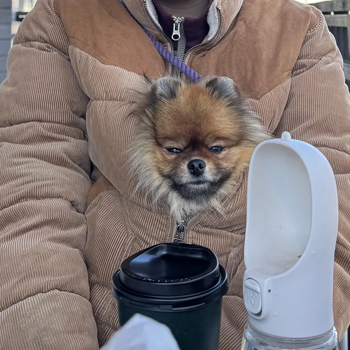 飼い主の服の中で温まる犬