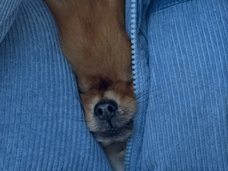 服の中で温まる犬