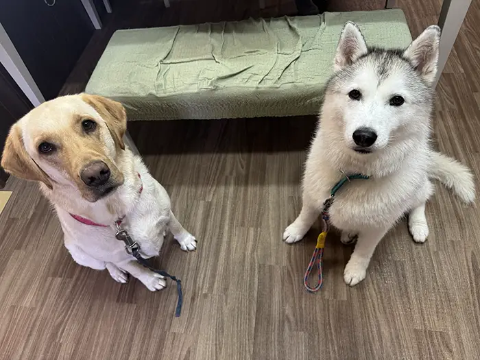 シベリアン・ハスキーとラブラドール・レトリバーの写真