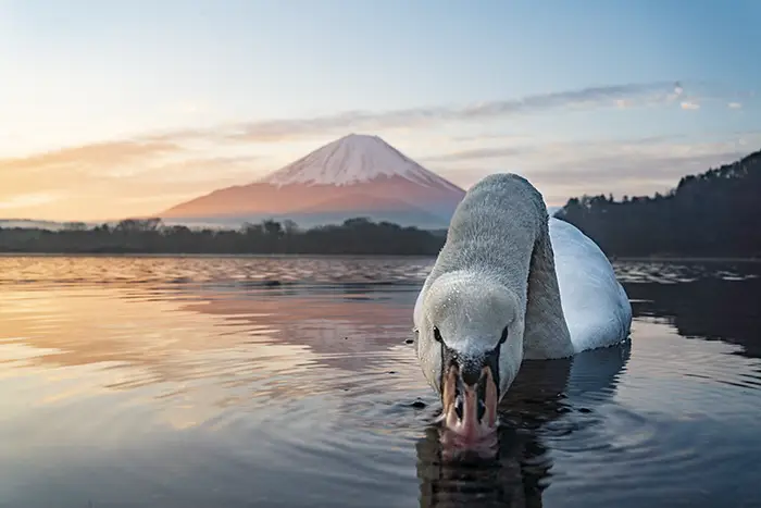 富士山と白鳥の写真