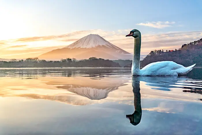 富士山と白鳥の写真