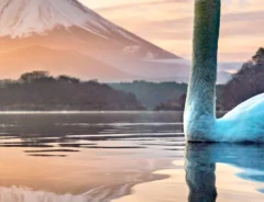富士山と白鳥の写真