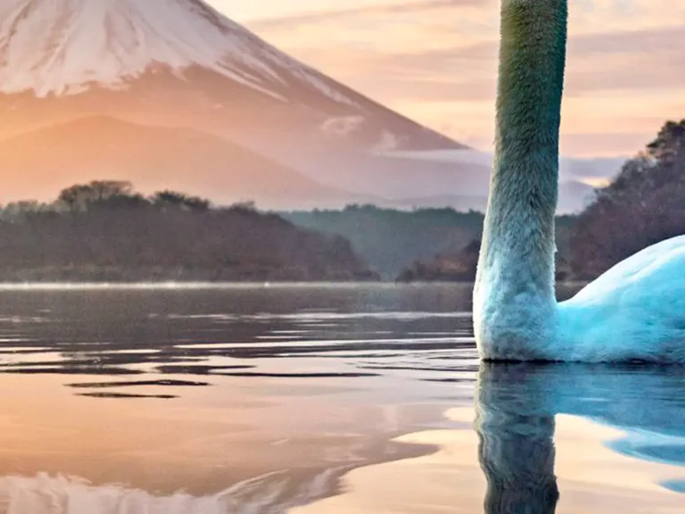 富士山と白鳥の写真