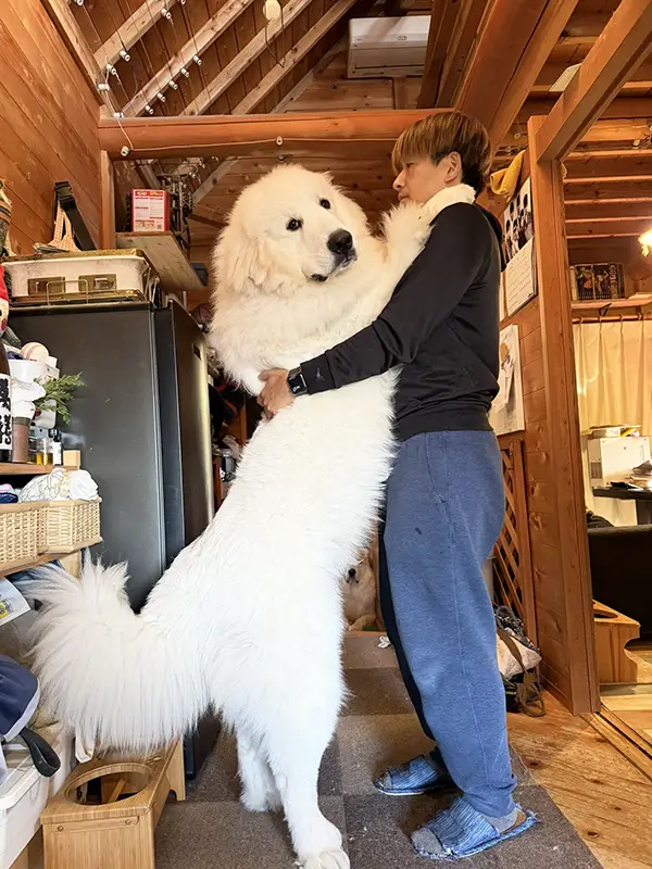 犬と飼い主の写真