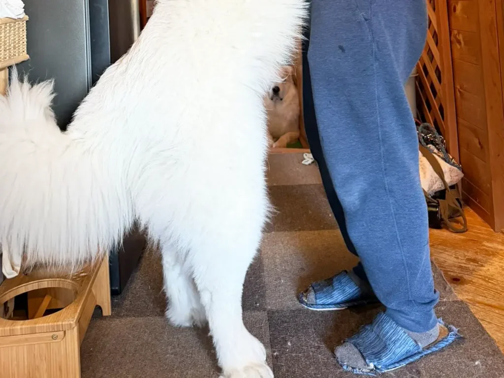 犬と飼い主の写真