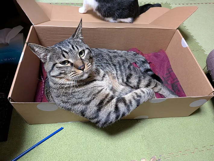 段ボールに入る猫