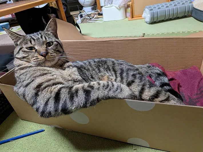 段ボールに入る猫
