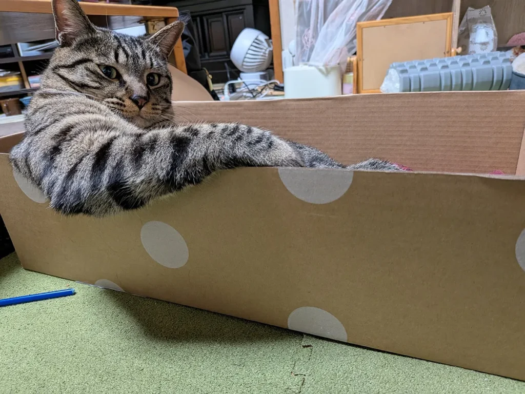 ダンボールに入った猫