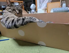 ダンボールに入った猫