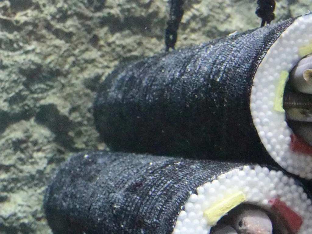 仙台うみの杜水族館のアナゴの恵方巻水槽の写真