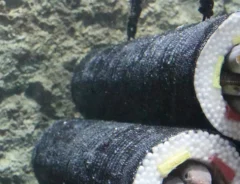 仙台うみの杜水族館のアナゴの恵方巻水槽の写真