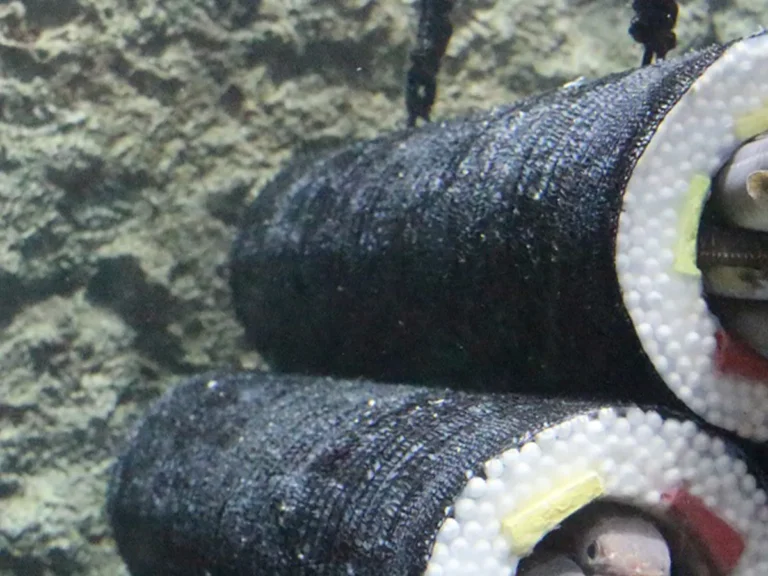 仙台うみの杜水族館のアナゴの恵方巻水槽の写真