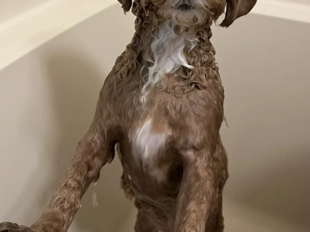 シャワーした犬