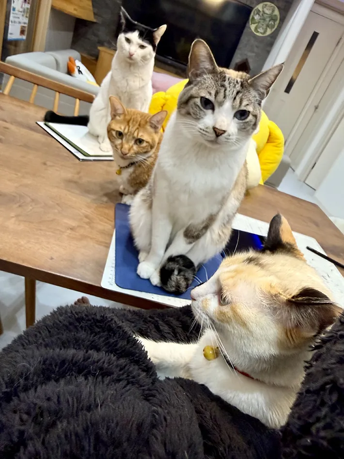 抱っこを待つ猫